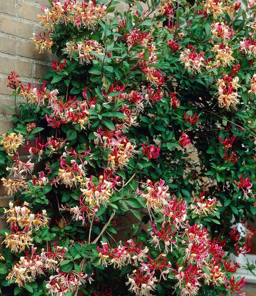 BALDUR Garten 6x Duft Geißblatt 'Henry', Lonicera immergrün, Pflanzen im 2-Liter Containertopf, immergrüne Kletterpflanze, klettert ca. 36 Meter...