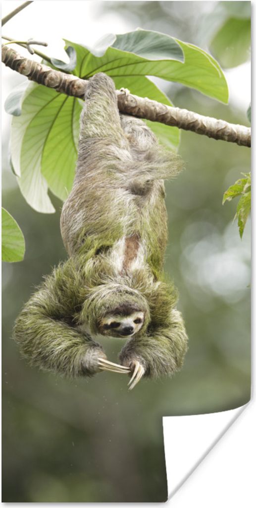 MuchoWow Poster Ein Faultier hängt kopfüber in den Bäumen 80x160 cm - Kinderzimmer