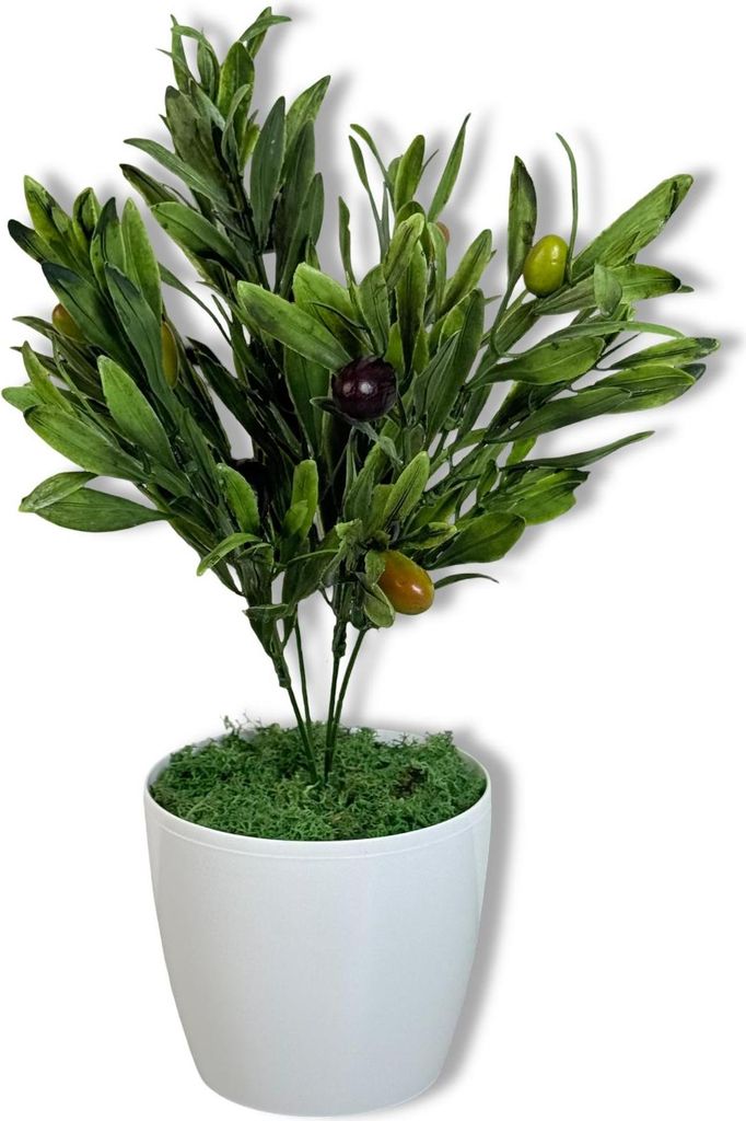 Topfpflanze - Olive mit Früchten 37 cm