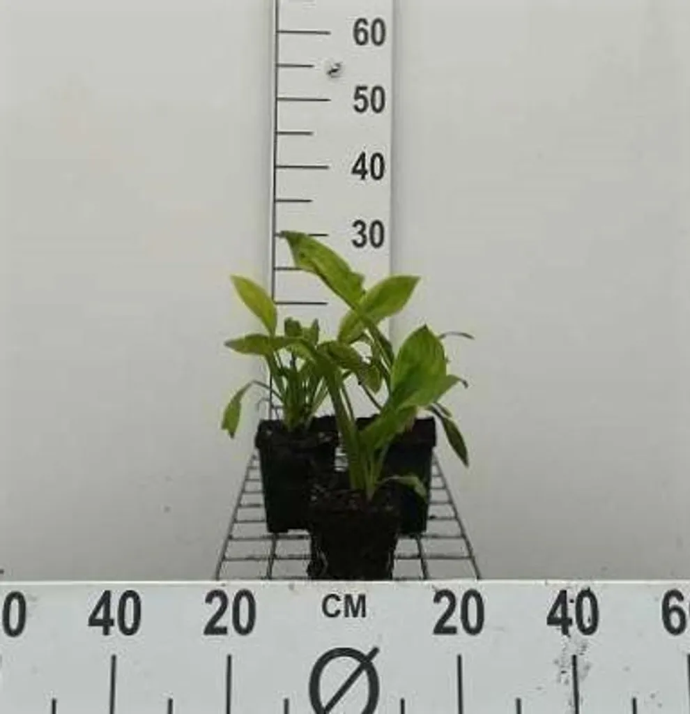 Faux calamar blanc Lysichiton camtschatcensis - 6 plantes vigoureuses