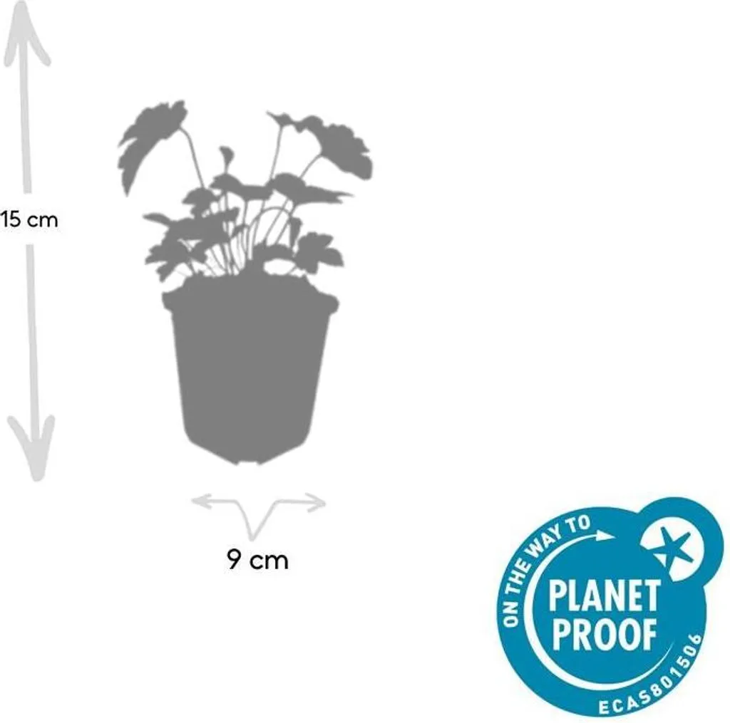 Anémone d'automne Robustissima plante robuste pour sol difficile x12