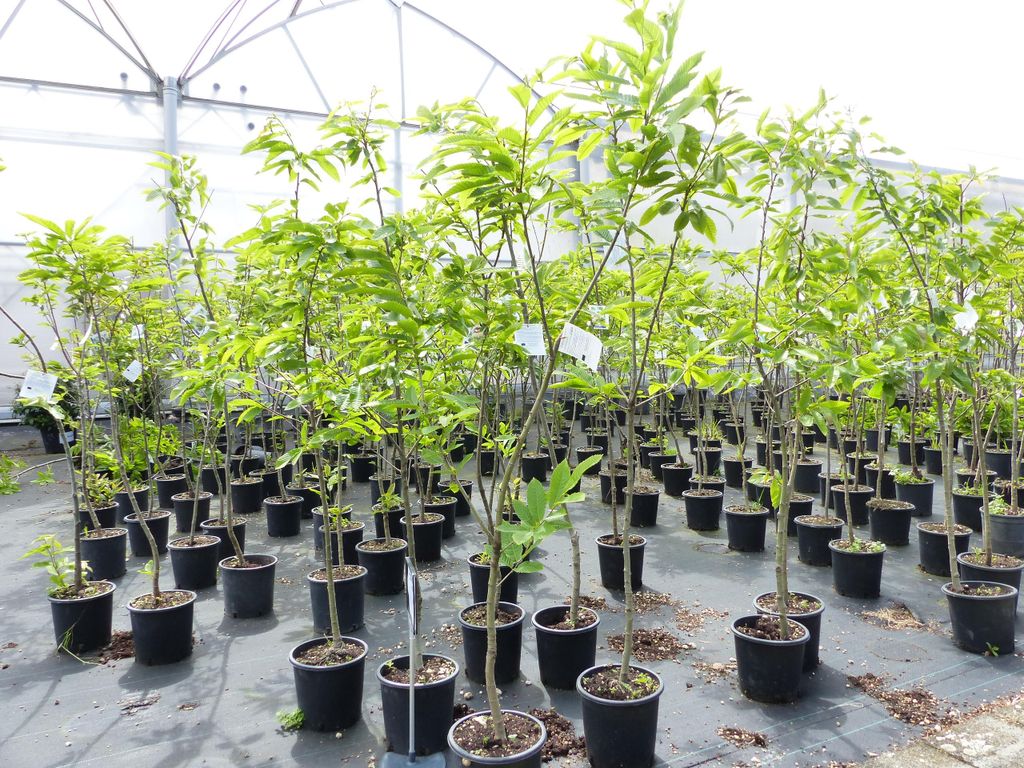 Esskastanie Castanea sativa 180 cm  Kastanie Kastanienbaum Produktbild 