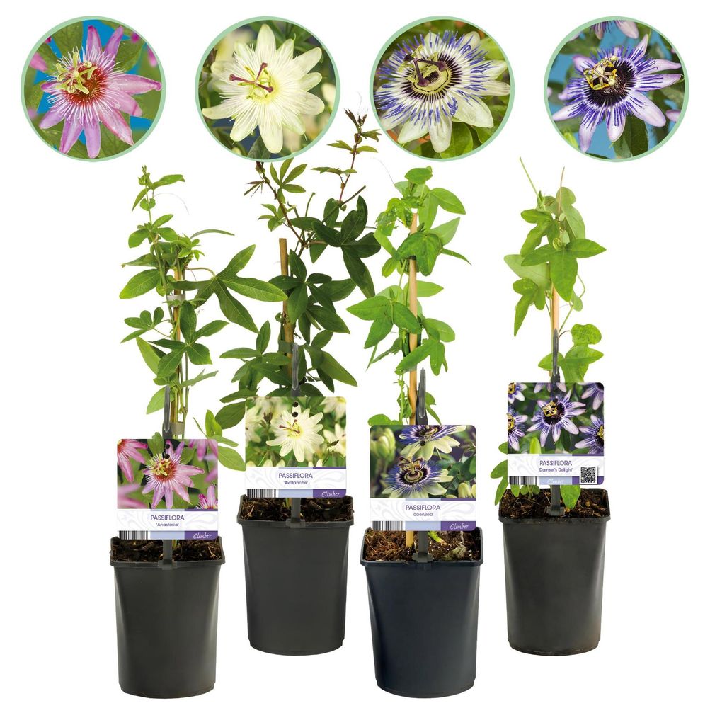 GreenboutiQ - Passionsblume - Passiflora Rainbow - Blume Produktbild 