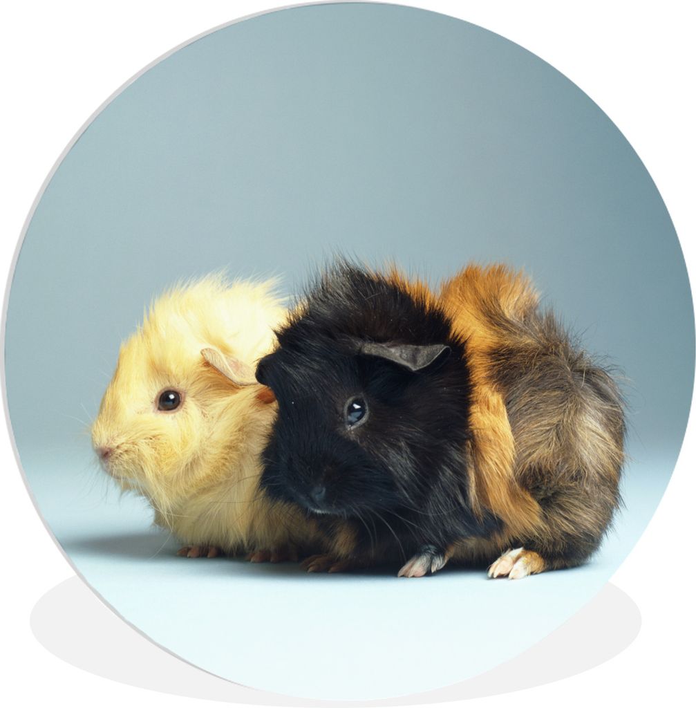 MuchoWow Rundes Wandbild - Runde Bilder Zwei kleine Meerschweinchen Ø 30 cm Kreis Wanddekoration Kunststoff - Wandkreis - Wandschmuck - Schlafzi...