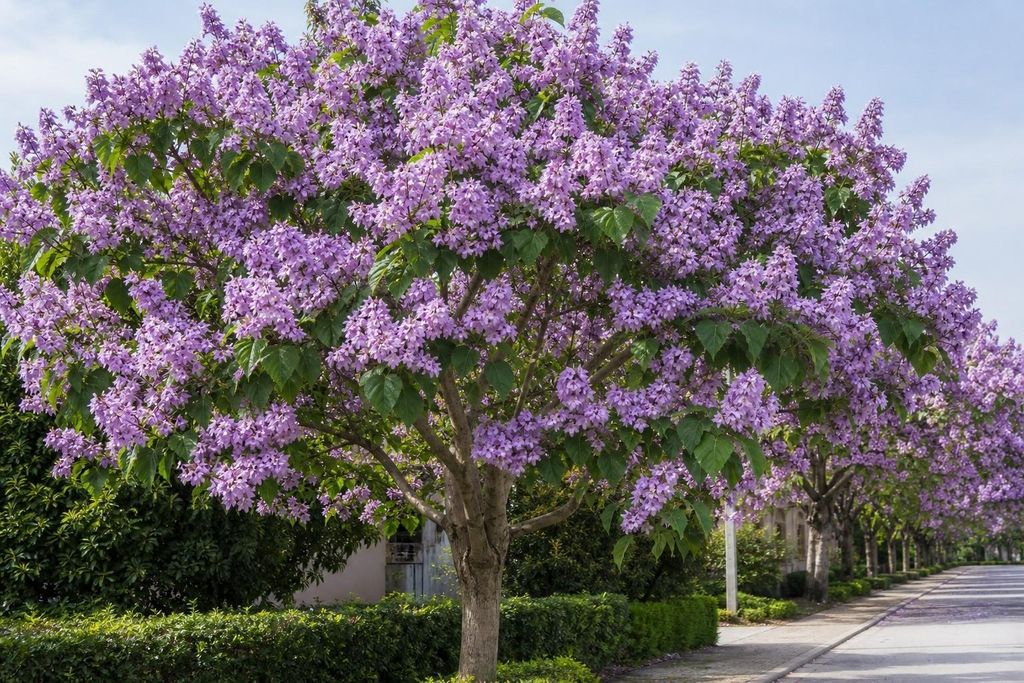 SaatPilot Paulownia tomentosa 5000 Samen Blauglockenbaum Produktbild 