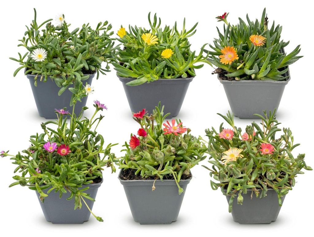 6x - Delosperma mix - Ø7cm - ↕10-12cm Image du produit 