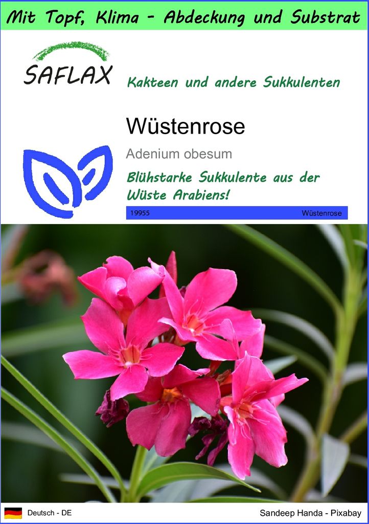 SAFLAX Garden to go - Wüstenrose - Adenium obesum - 8 Samen - Mit Topf, Klima - Deckel und Anzuchtsubstrat