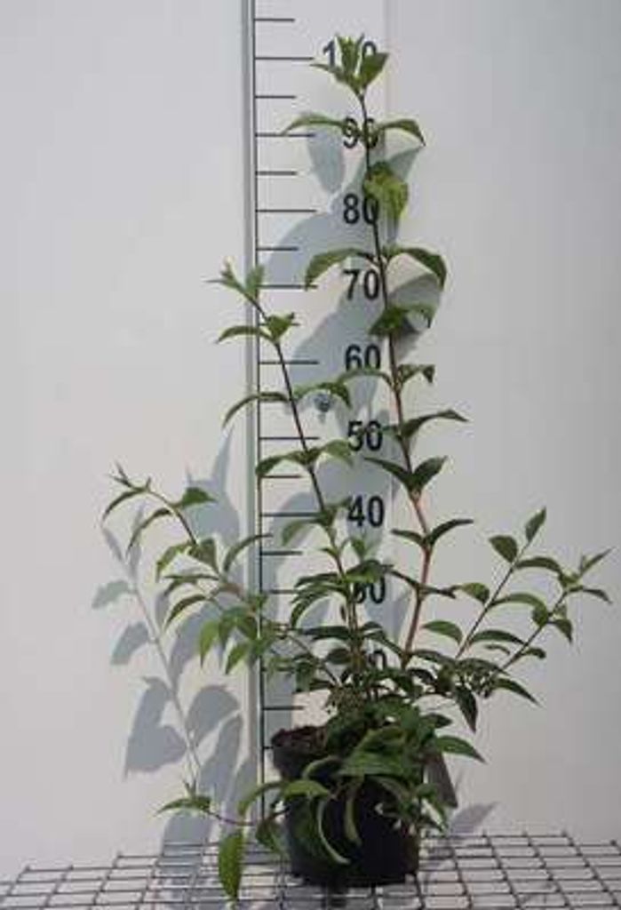 Deutzia hybr. 'Mont Rose' - Maiblumenstrauch 40- 60 cm Container