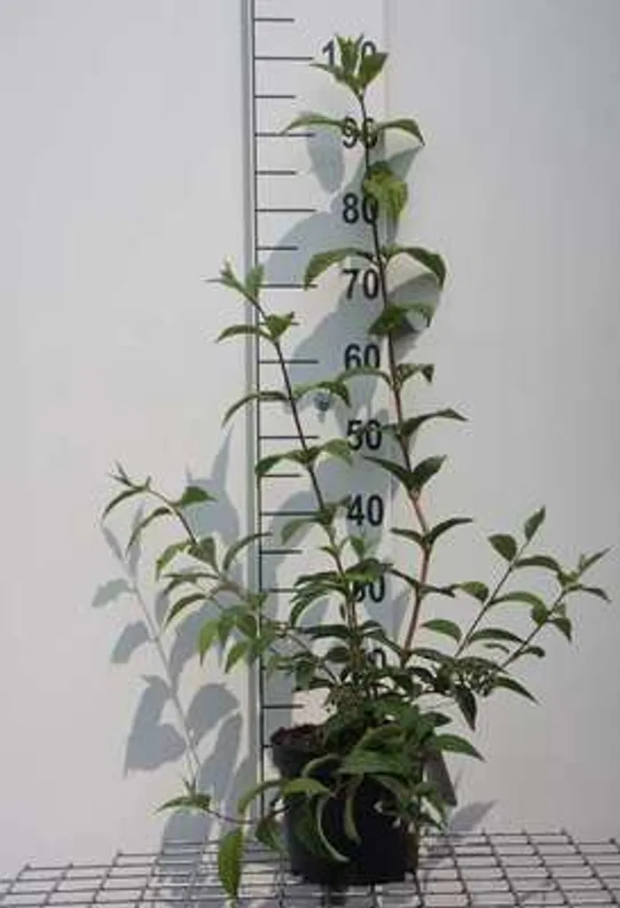 Deutzia Mont Rose 40-60 cm : arbuste facile pour jardins sans entretien