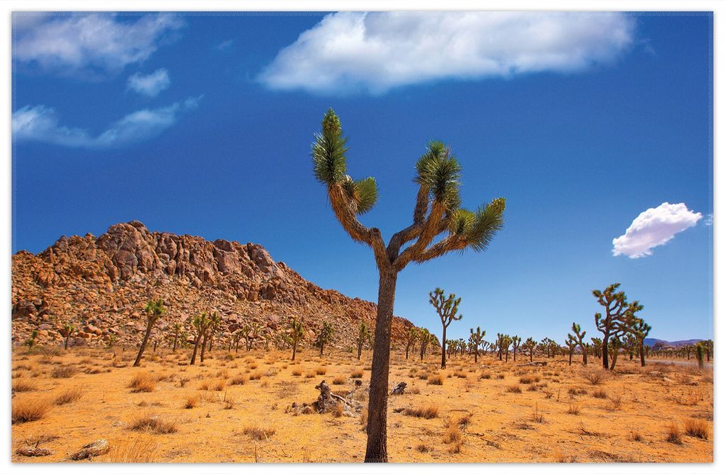 Wallario Premium Teppich, Größe 90 x 140 cm, Palmlilie im Nationalpark Yucca Valley Wüstenlandschaft