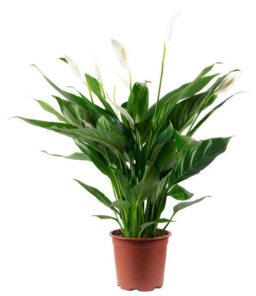 Einblatt mit 4-8 Blüten/Knospen - Luftreinigendes Produktbild 