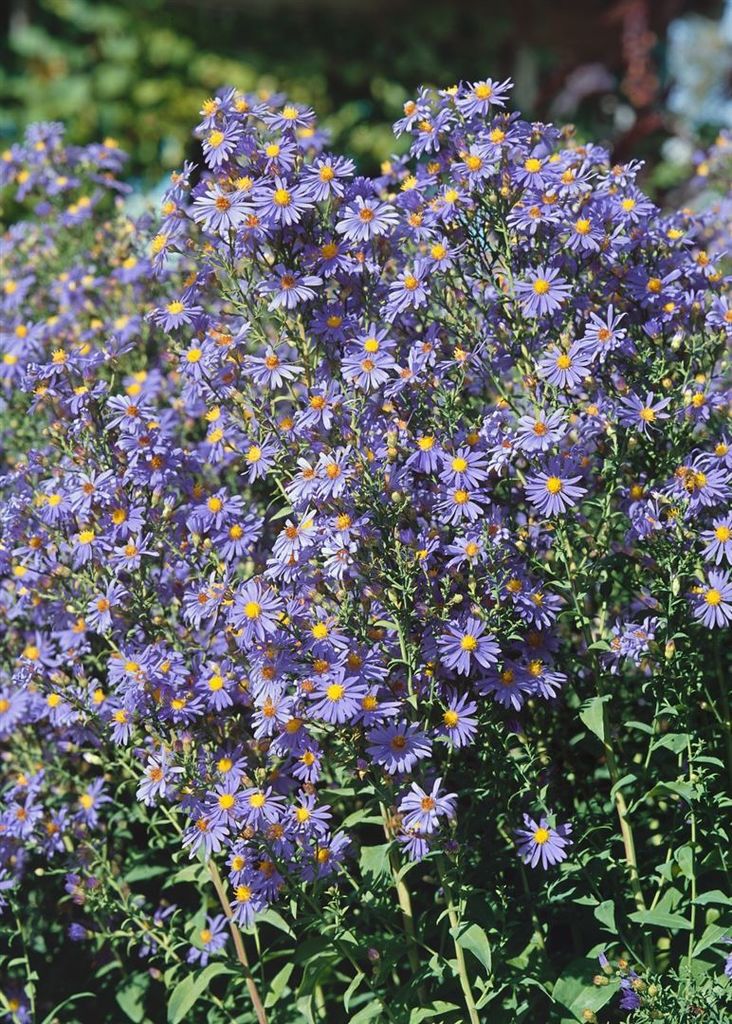 Aster laevis 'Calliope', Glattblatt-Aster, violett, ca. 11x11 cm Topf