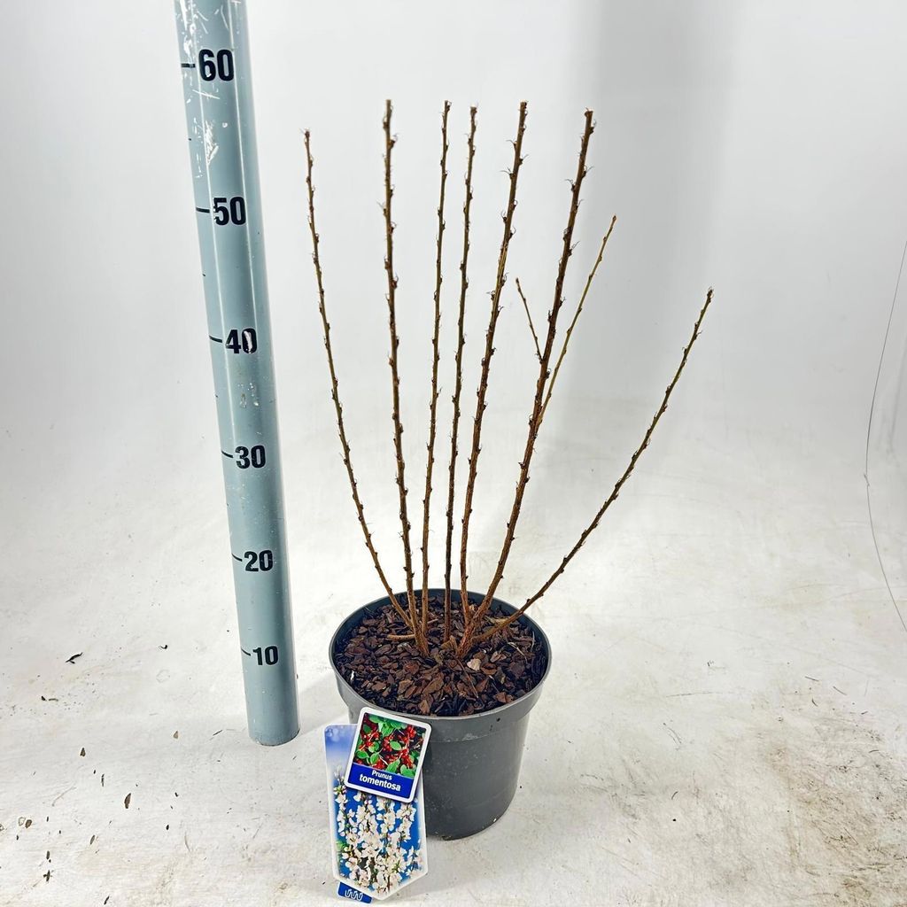 Prunus tomentosa - Filzkirsche | 35-40 cm im Topf Produktbild 
