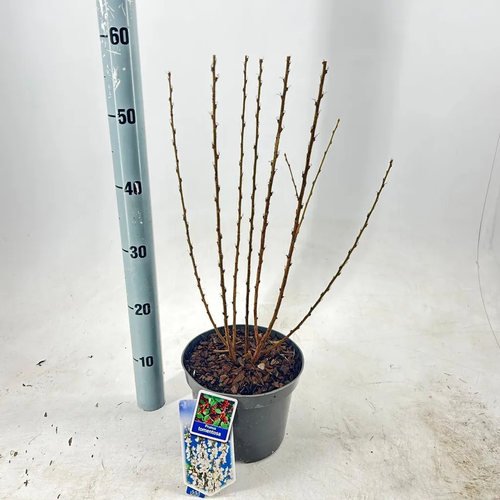 Cerisier du Japon Prunus tomentosa - Arbuste robuste pour sol difficile