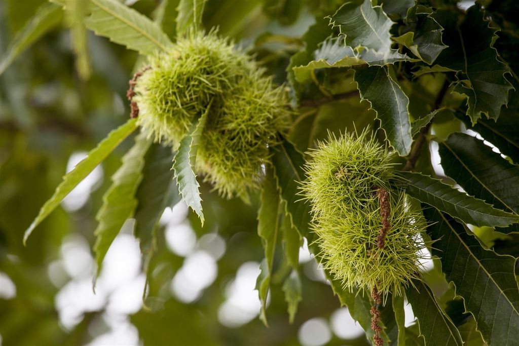 Castanea sativa, Esskastanie, 80–100 cm Produktbild 