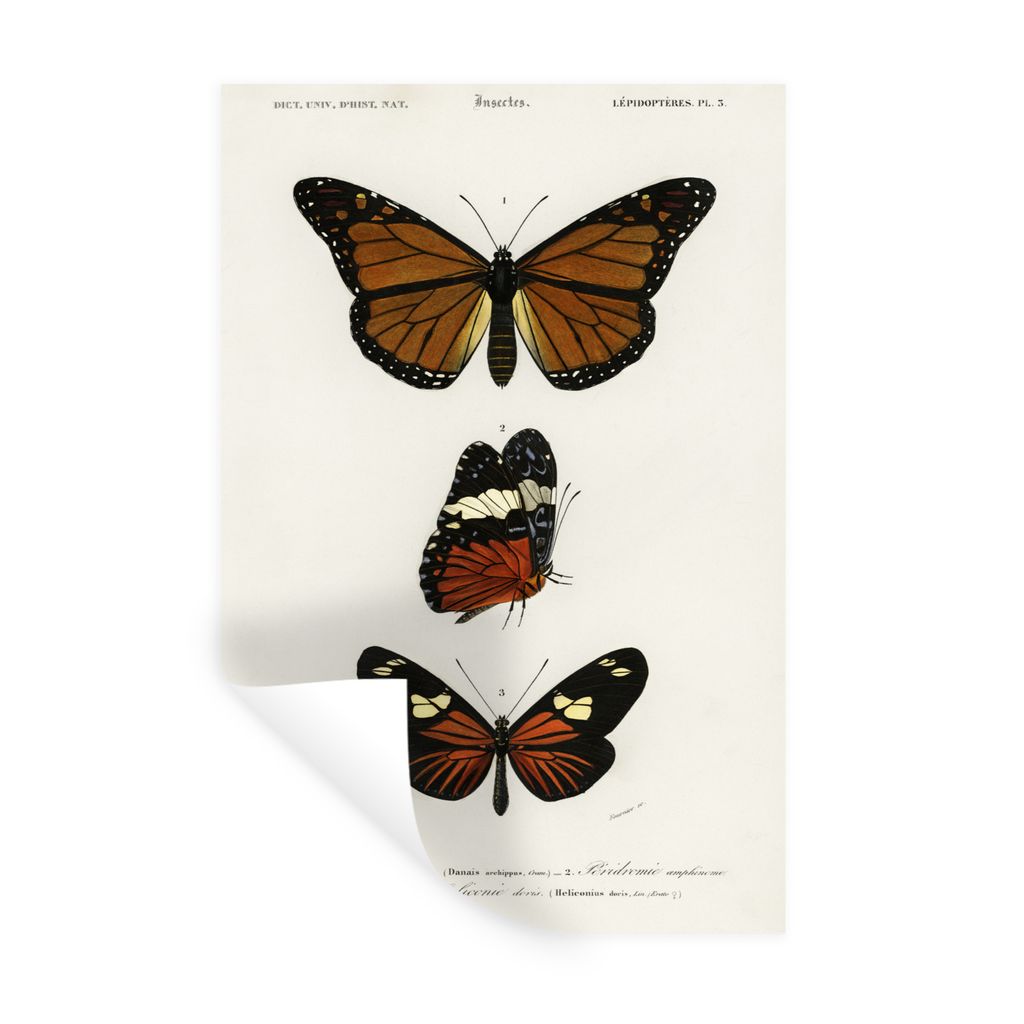 MuchoWow Wandtattoo Wandsticker Wandaufkleber Schmetterling - Vintage - Insekten 80x120 cm Selbstklebend und Repositionierbar - Repositionierbar ...