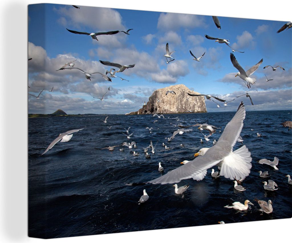 OneMillionCanvasses - Leinwandbilder - 140x90 cm, Schwarm von Basstölpeln über der Nordsee, Wandbilder Kunstdruck Wanddekoration - Foto auf Lei...