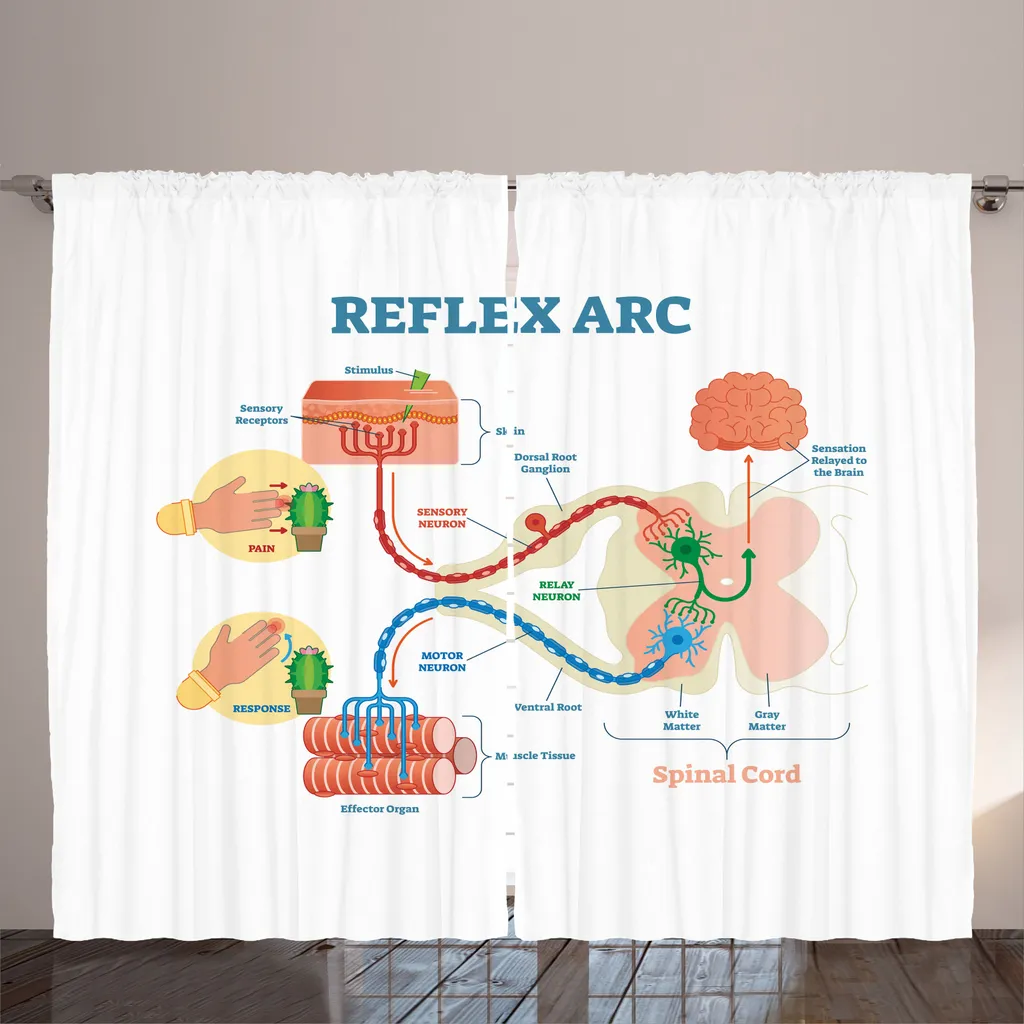 Rideau Thème Anatomie Science 280 x 225 cm en Tissu Rustique de Qualité