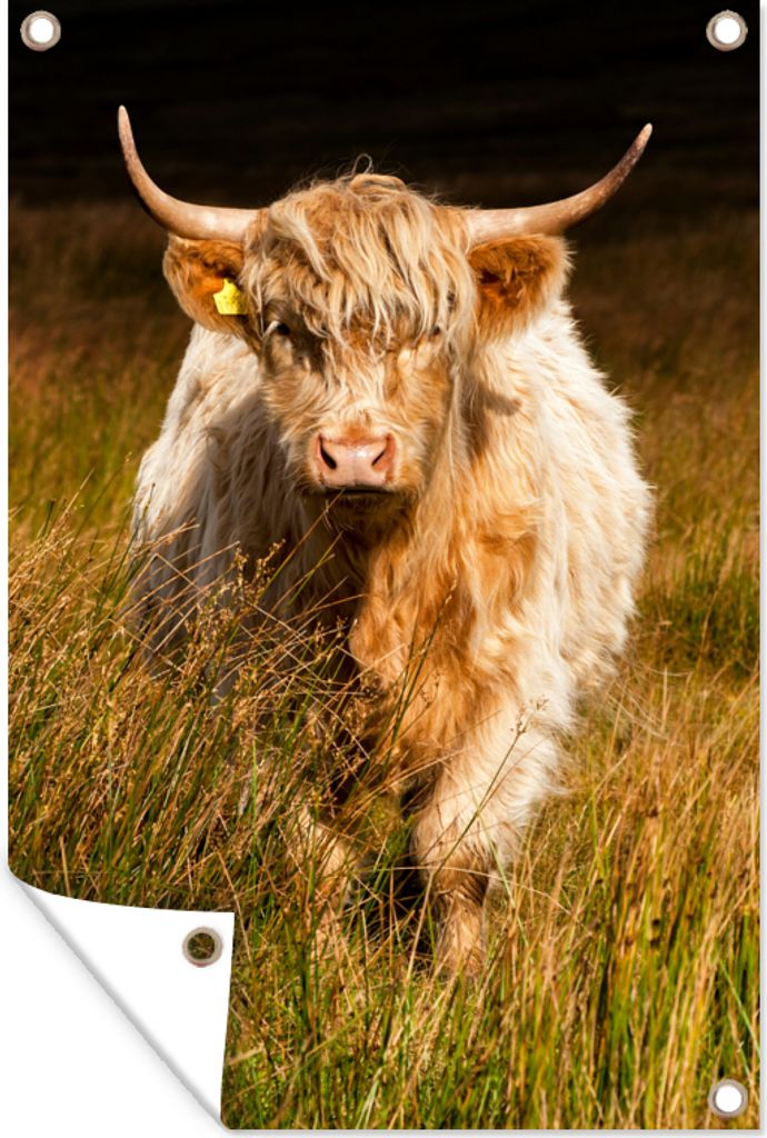 MuchoWow 80x120 cm Outdoor-Poster Gartendeko Sichtschutz Garten Poster für den Garten Schottische Highlander - Licht - Gras - Tiere