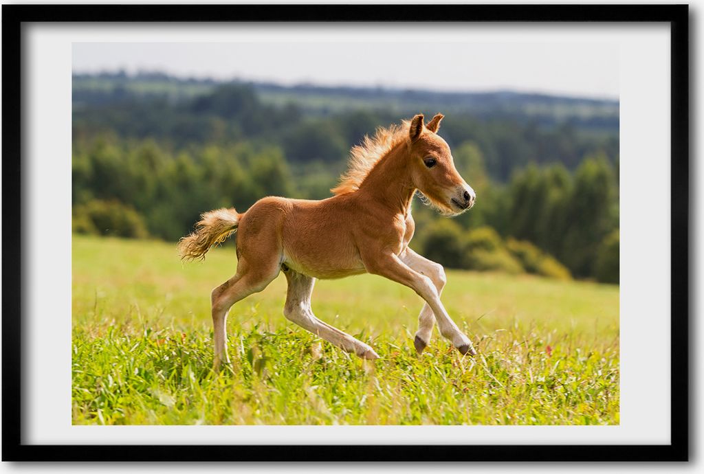 Bild 60x40 MDF-Rahmen, Wandkunst Fohlen galoppieren