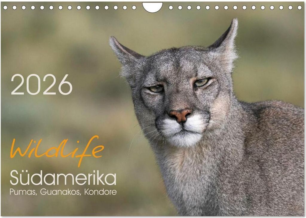 Wildlife Südamerika (Wandkalender 2026 DIN A4 quer), CALVENDO Monatskalender