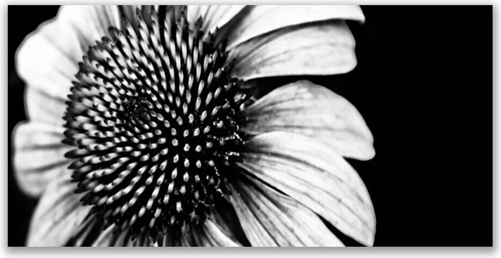 Glasbilder 120x60 Wandbild Druck auf Glas Blume Pflanzen