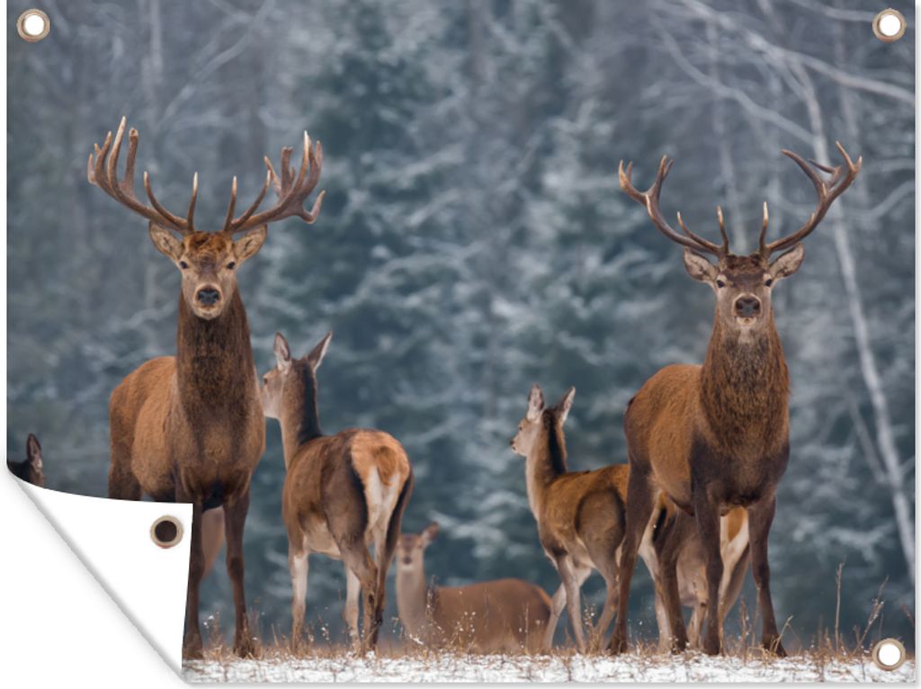 MuchoWow 80x60 cm Outdoor-Poster Gartendeko Sichtschutz Garten Poster für den Garten Hirsche - Winter - Schnee - Waldtiere - Wald - Natur