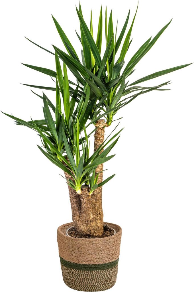 Yucca Elephantipes Verzweigt mit Korb – Höhe 80–100cm – Ø24cm – Robuste Zimmerpflanze mit kräftigen Stämmen – Pflegeleicht & luftrein...