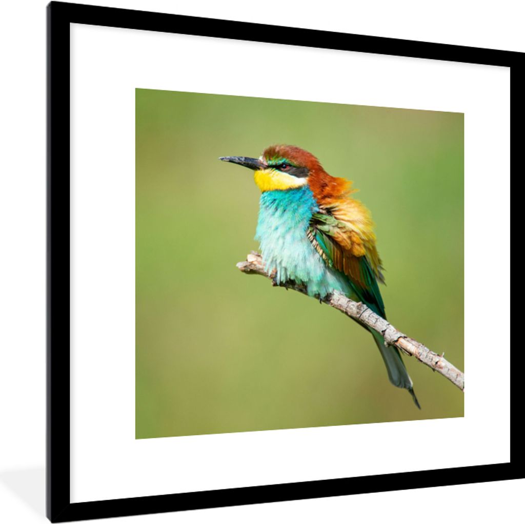 MuchoWow Gerahmtes Poster Vogel - Tiere - Bienenfresser 40x40 cm - Poster mit Schwarzem Bilderrahmen Wandposter Rahmen Foto Bilder - Poster - Pla...