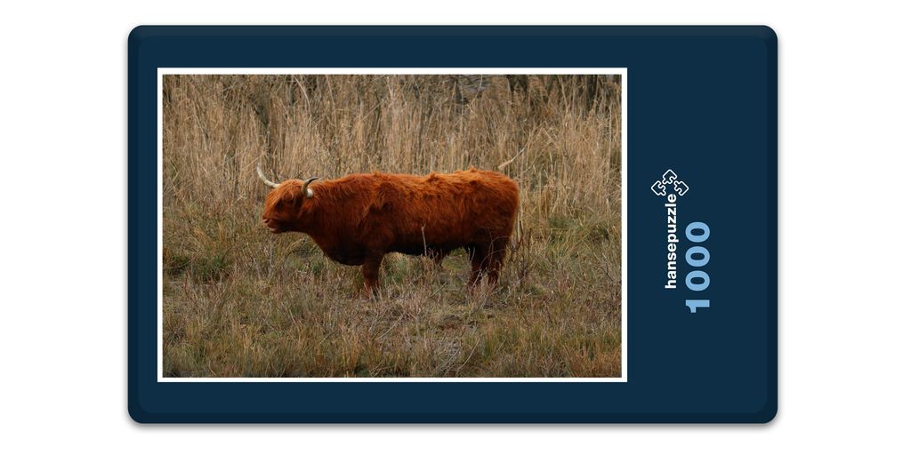 hansepuzzle 11843 - Hochland-Rind Puzzle, 1000 Teile, Tierwelt, 60,0 x 46,0cm mit hochwertiger Aufbewahrung, Kartonbox & Beutel