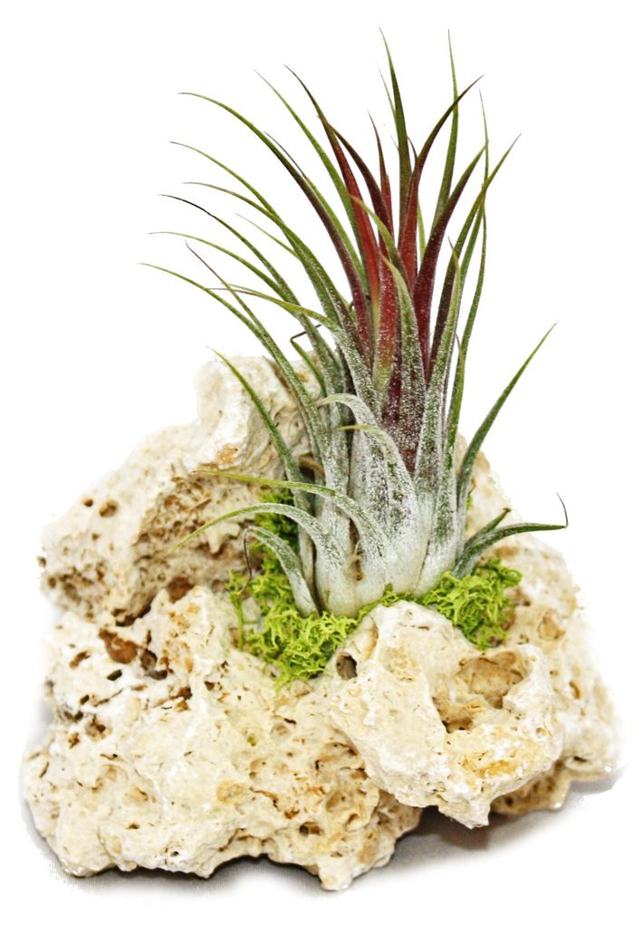 Tillandsia na zanzibar rock - s - 1 rostlina Obrázok produktu 