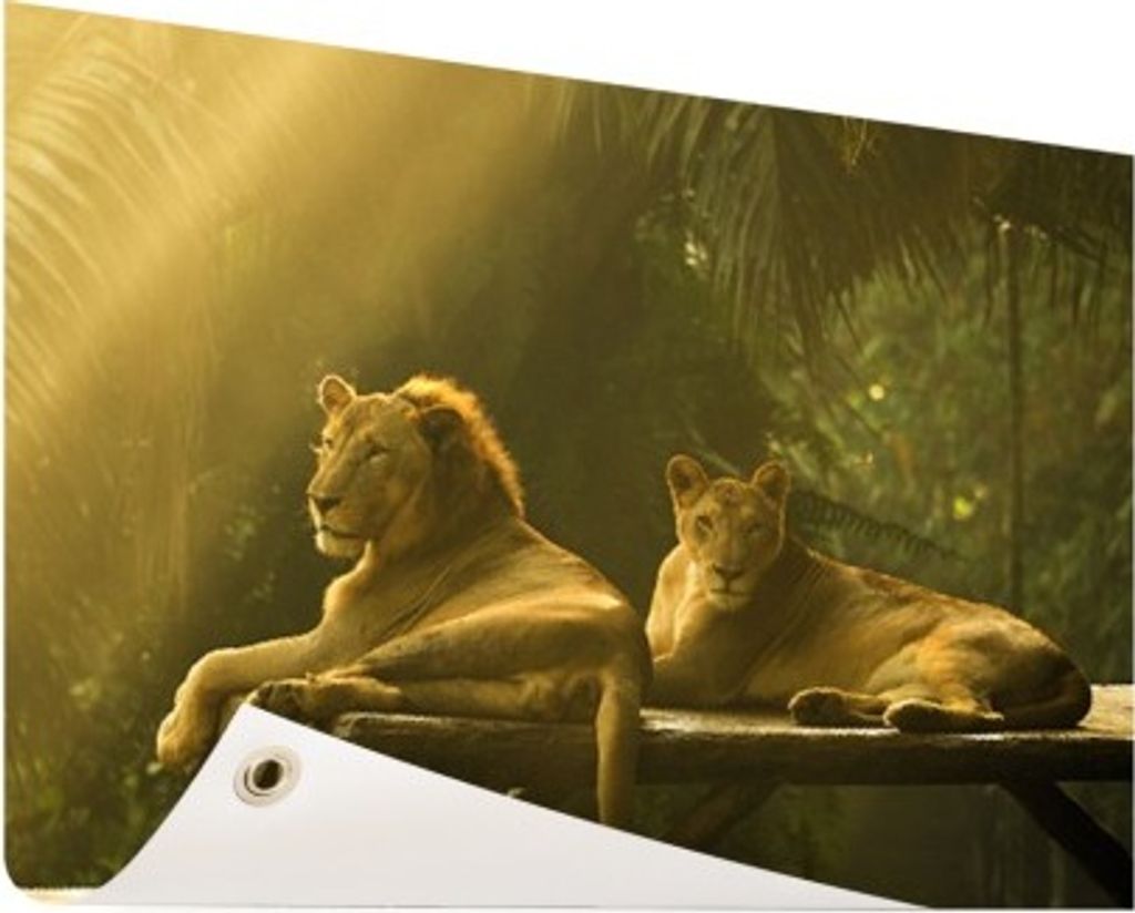 Gartenposter - 120x80 cm - Löwen im Dschungel - Modernes Wandbilder - Wilde Tierposter