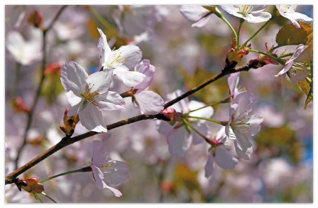 Wallario Premium Teppich, Größe 90 x 140 cm, Kirschblüten in zartem Rosa - Frühling im Garten