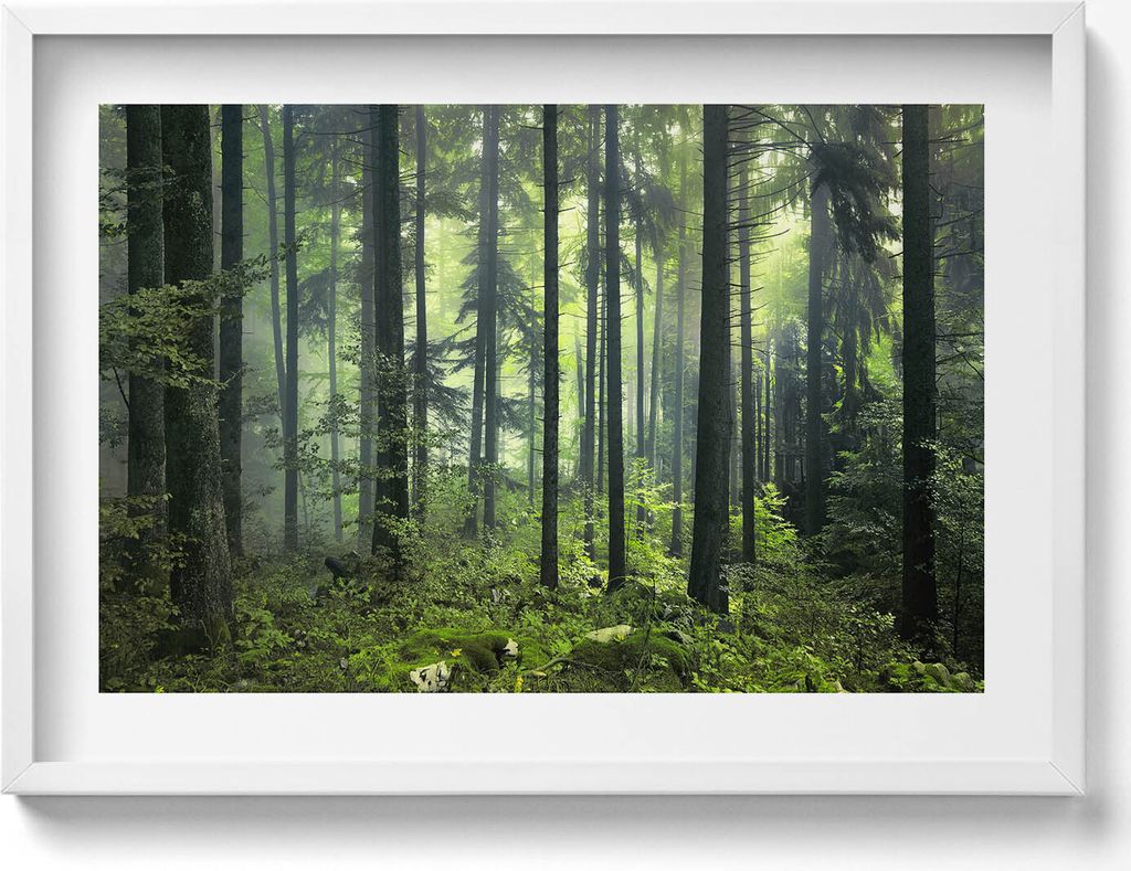 Landschaft mit Bäumen und Vegetation eines Waldes– Wandbild mit Rahmen – Gerahmtes Bild – Wanddekoration – 70x50 cm – Schwarz Rahmen