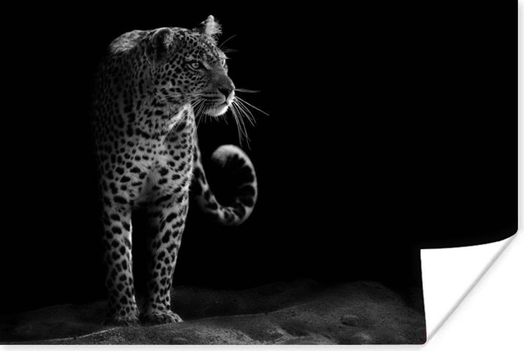 MuchoWow Poster Wildtiere - Leopard - Natur - Schwarz - Weiß 60x40 cm - Schlafzimmerdekoration