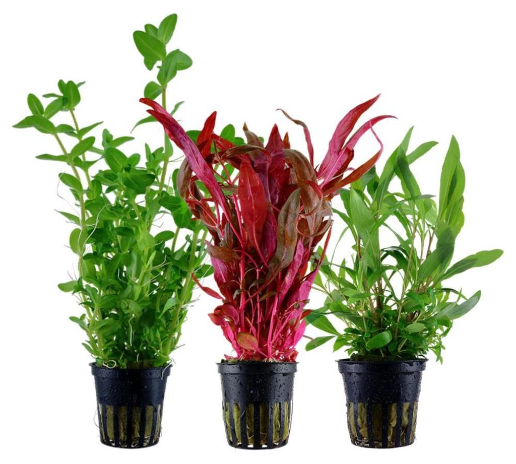 Pflanzen Set mit 3 Hintergrund Topf Aquarium Wasserpflanzen Produktbild 