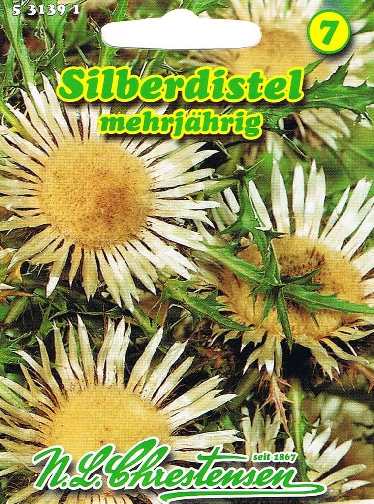 Silberdistel | Blumensamen von N.L. Chrestensen