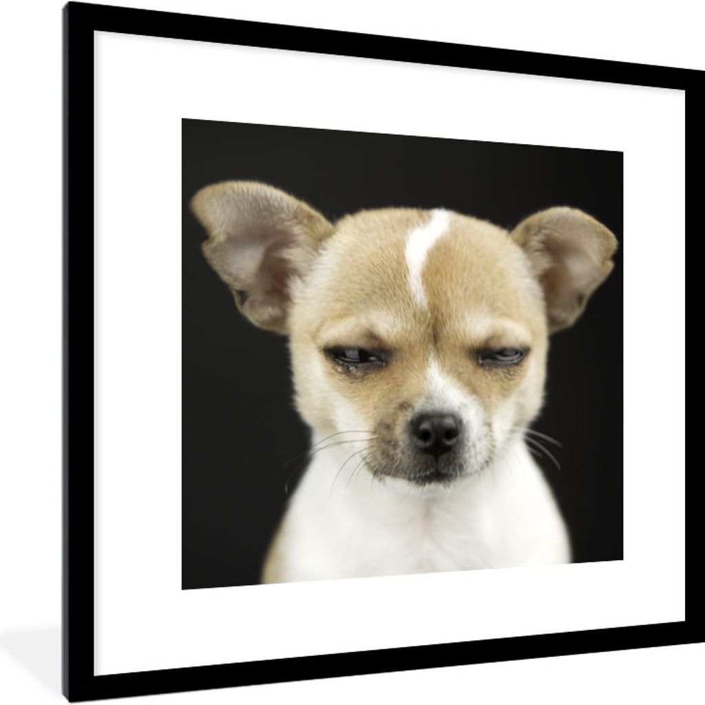 MuchoWow Gerahmtes Poster Hund - Haustiere - Porträt 40x40 cm - Poster mit Schwarzem Bilderrahmen Wandposter Rahmen Foto Bilder