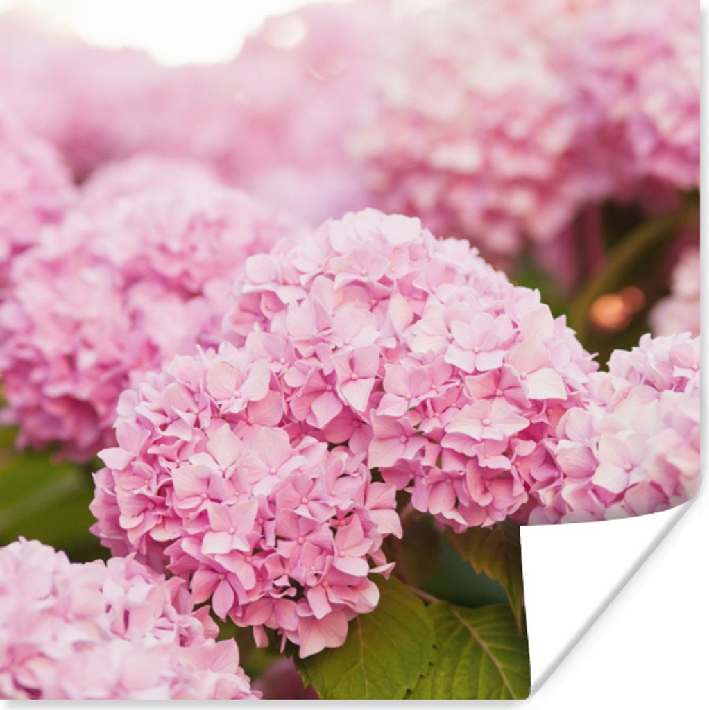 MuchoWow Poster Busch - Blumen - Rosa - Hortensie 50x50 cm - Wohnzimmerdekoration