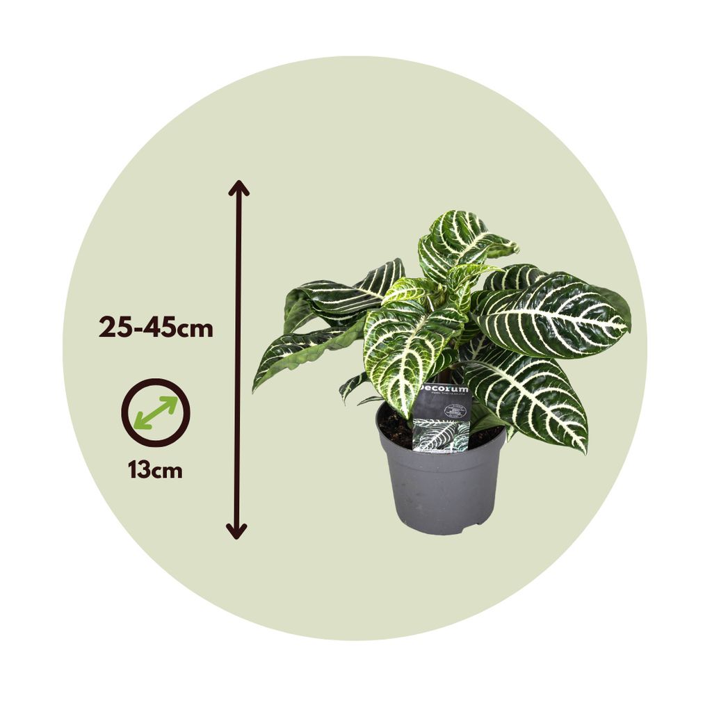 Plant in a Box - Aphelandra - Height 25-45cm - Set of 2 - Zebra Plant Plant in a Box - Aphelandra - Height 25-45cm - Set of 2 - Zebra Plant