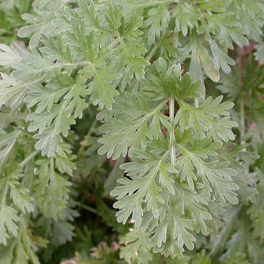 6 x Absinthe - Artemisia absinthium | Pot 9cm x 9cm Image du produit 