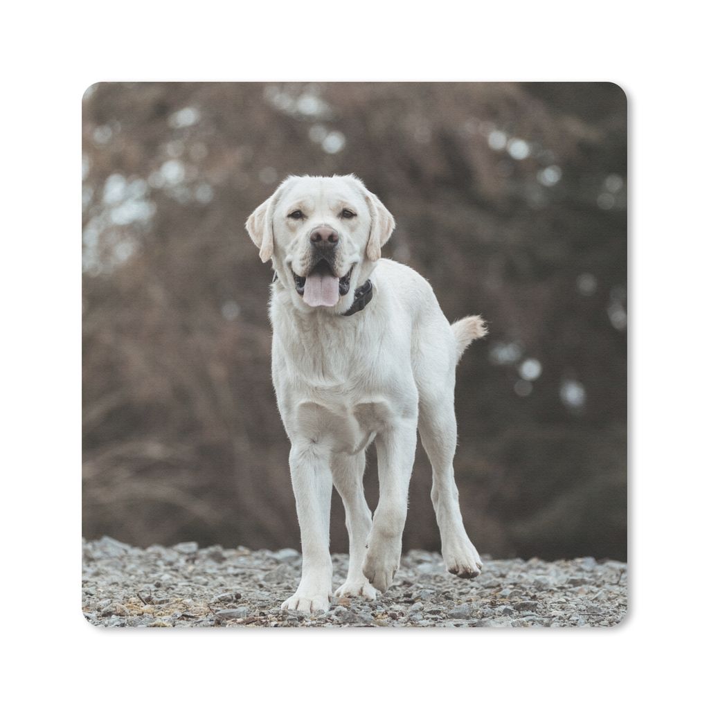 MuchoWow Mauspad Mousepad Ein weißer Labrador Retriever auf den Steinen 30x30 cm - Mousepads - Maus Mat - Pad - Mausunterlage - Gaming