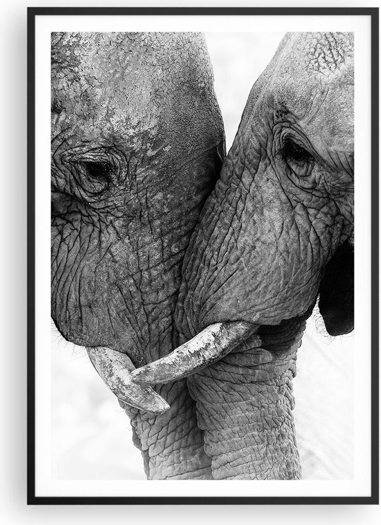 Gerahmtes Poster - Schwarzer Rahmen - Elefanten Safari Bond - 70x100 cm - Wand Bild - Wanddeko - Wandbilder - Kunstposter - Wandposter - Bilderrahm...
