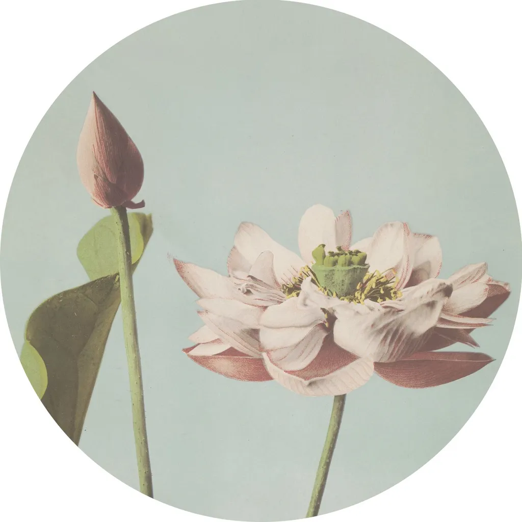 ESTAhome Fotomurale Tondo Fiore di Loto Rosa e Blu Ø 70 cm Adesivo