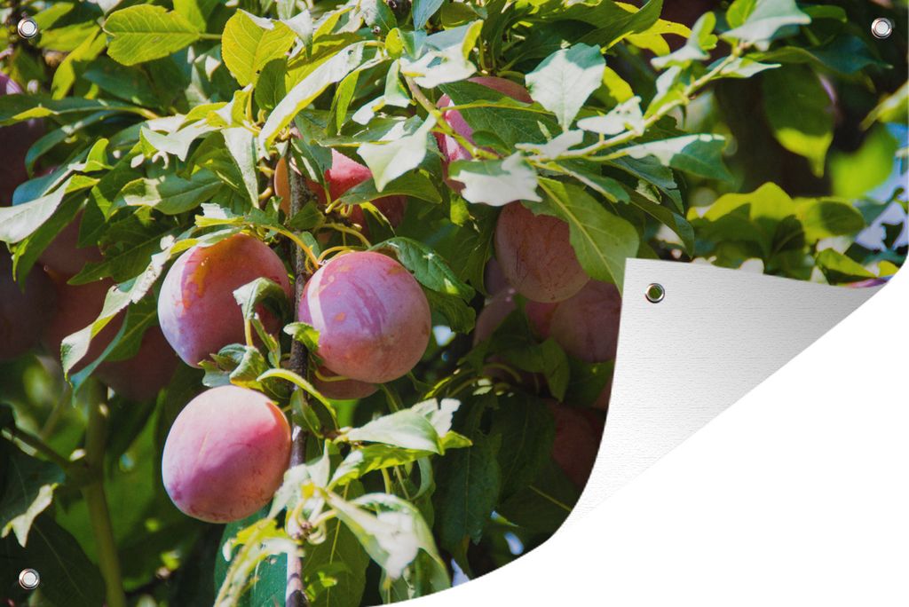 MuchoWow 120x80 cm Outdoor-Poster Gartendeko Sichtschutz Garten Poster für den Garten Reife Pflaumen