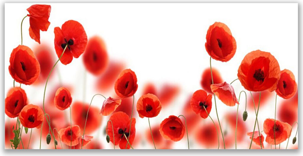 Glasbilder 140x70 Wandbild Druck auf Glas Mohnblumen Pflanzen