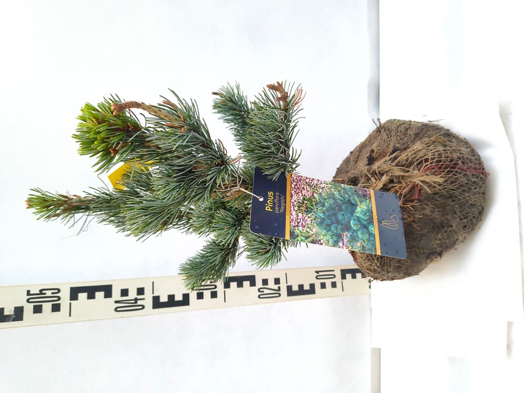 Pinus parviflora 'Negishi' 40–60 cm Japanische Weißkiefer Wurzelballen veredelt