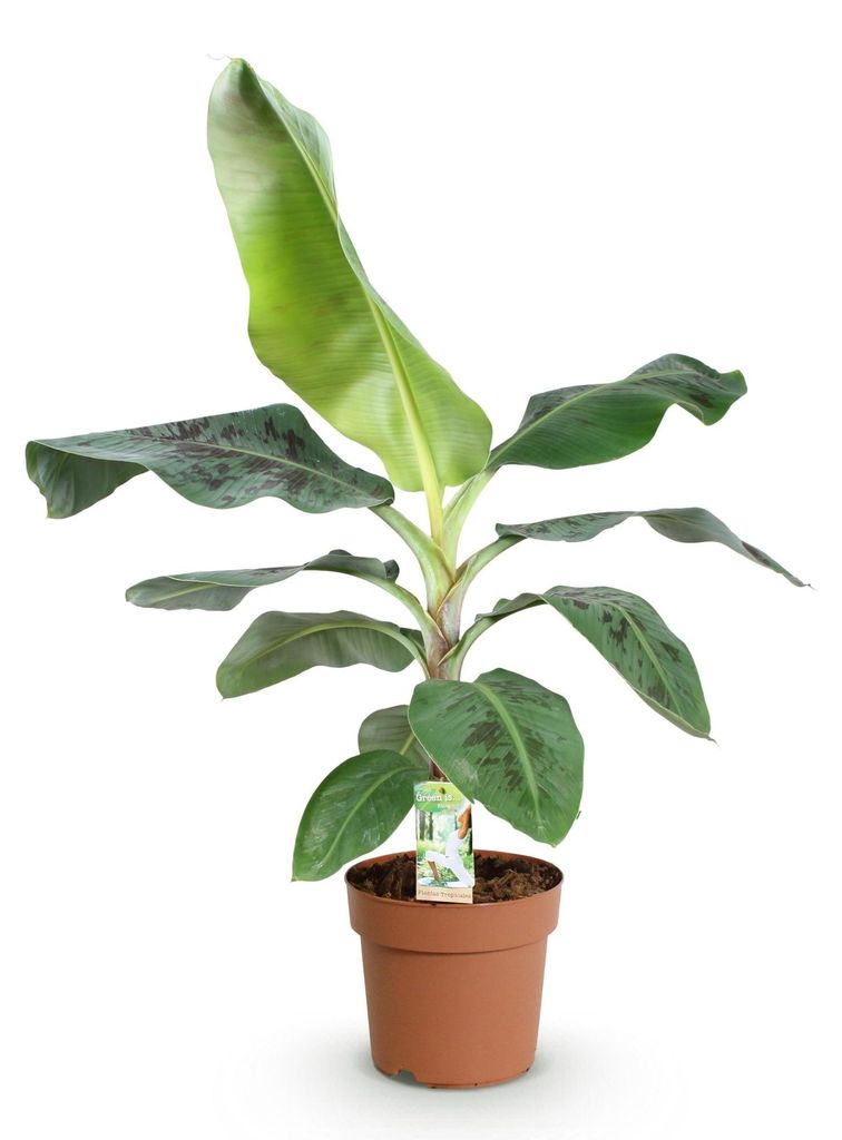 Bananenpflanze Musa acuminata Dwarf Cavendish – 70-75cm – 21cm – pflegeleicht – Tropische Zimmerpflanze in sattem Grün für Wohnzimmer, B...