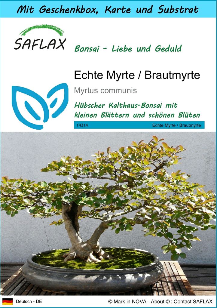 SAFLAX - Geschenk Set - Bonsai - Echte Myrte / Brautmyrte - 30 Samen - Mit Geschenk- / Versandbox, Versandaufkleber, Geschenkkarte und Anzuchtsubst...
