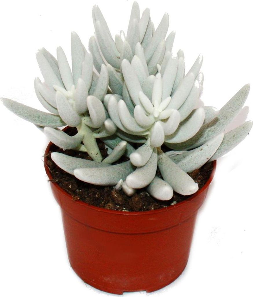Senecio haworthii – biała, owłosiona roślina sukulentowa – Zdjęcie produktu 